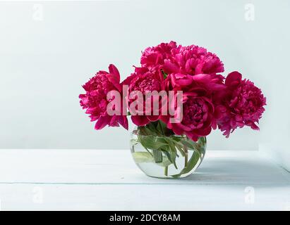 Peonie rosa rossa in un vaso di vetro stand sul tavolo sfondo blu Foto Stock