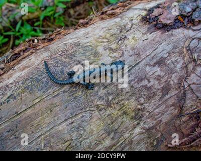 salamandra alpina, salamandra atra in austria Foto Stock