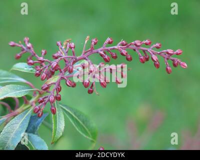 Immagine botanica: Primo piano del lungo e delicato raceme di Pieris Japonica Dorothy Wyckoff in bud prima di fiorire in primavera. Foto Stock