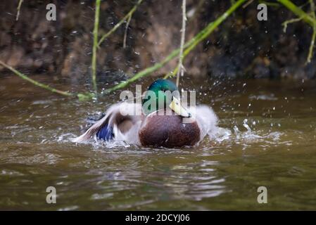 Drake (maschio) Mallard Duck (Anas platyrhynchos) che spruzzi in acqua in autunno in Inghilterra, Regno Unito. Foto Stock