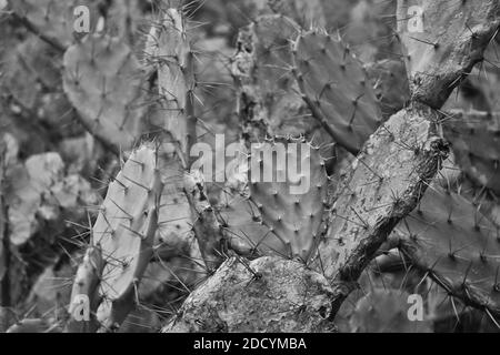 Cactus pianta che cresce sul pendio vicino alla spiaggia in nhon Ly villaggio vietnam. Foto Stock