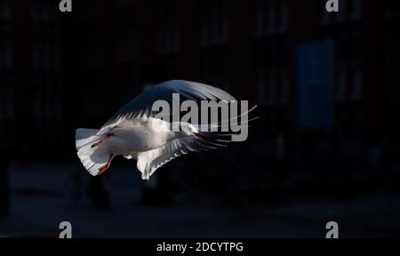 Amburgo, Germania. 23 Nov 2020. Un gabbiano a testa nera è illuminato in volo dal sole serale a bassa temperatura. Credit: Daniel Reinhardt/dpa/Alamy Live News Foto Stock