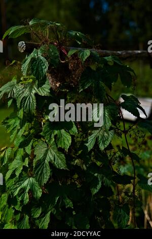 Pianta di arrampicata con fogliame verde che cresce su palo di legno. Foto Stock