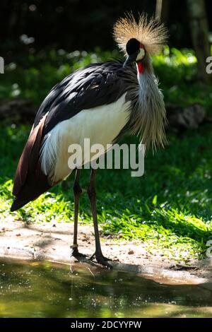 La gru a zampe Grey-Cowned, di origine africana, è un uccello della famiglia delle gru, Gruidae, Foto Stock