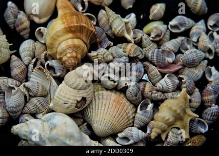 Lumache, vongole e conchiglie dall'oceano sparse su uno sfondo nero. Foto Stock