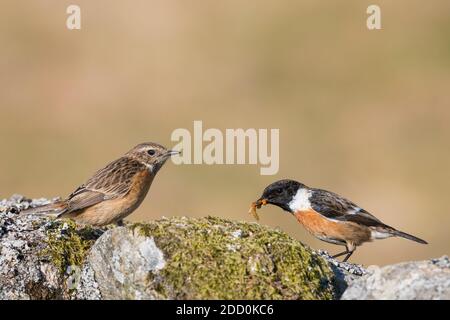 Stonechat maschio e femmina, Saxicola rubicola, Dumfries & Galloway, Scozia Foto Stock