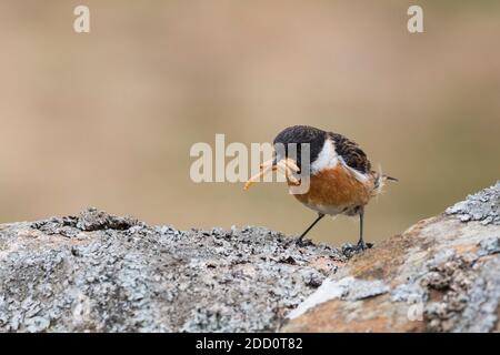 Maschio Stonechat, Saxicola rubicola, con un becco pieno di grub, Dumfries & Galloway, Scozia Foto Stock