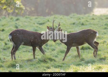 Due giovani Sika stag che si struggono, Studley Royal, North Yorkshire Foto Stock