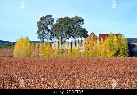 paso robles california usa azienda vinicola vigneti le viti mostrano i loro colori autunnali nella contea di san lous obispo. Foto Stock