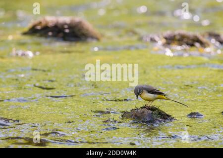 Gray wagtail, Motacilla cinerea, River Fleet, Dumfries & Galloway, Scozia Foto Stock