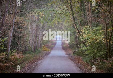 Una corsia di campagna in Sussex attraverso un tunnel di alberi in autunno Foto Stock