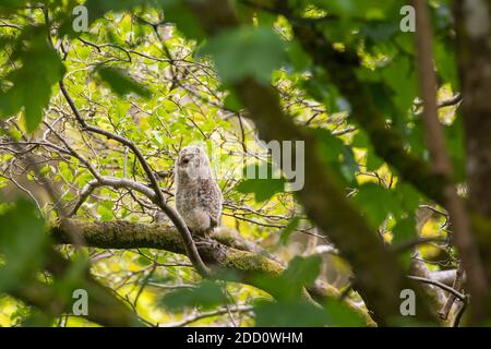 Gufo da brinda, Strix aluco, pulcino che scopa in un albero, Dumfries & Galloway, Scozia Foto Stock