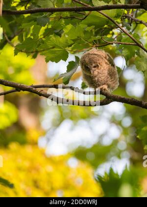 Gufo da brinda, Strix aluco, pulcino che scopa in un albero, Dumfries & Galloway, Scozia Foto Stock