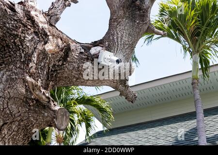 telecamera tvcc per esterni appesa su un albero Foto Stock