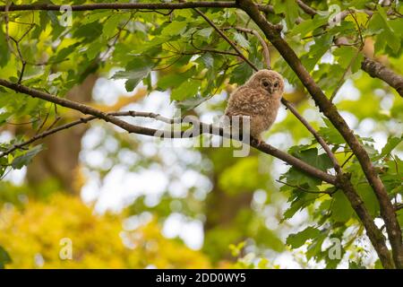 Gufo da brinda, Strix aluco, pulcino che scopa in un albero, Dumfries & Galloway, Scozia Foto Stock