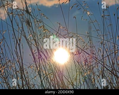 Punte di grano dorato nei raggi solari estivi Foto Stock