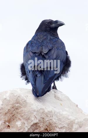 Primo piano di un comune Raven (Corvus corax) Appollaiati su una roccia questi grandi uccelli neri sono uno Di diverse specie di corpo maggiore appartenenti al genere Corvus Foto Stock