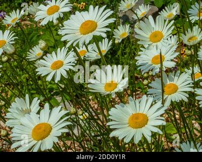 Fiori selvatici di New Brunswick Foto Stock