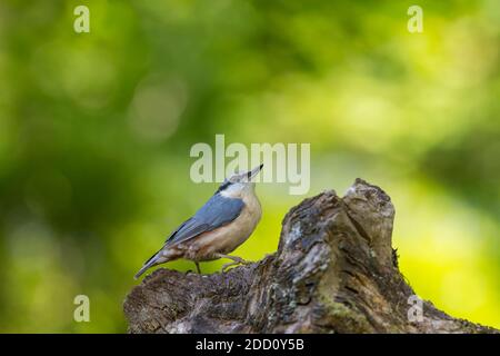 Picchio muratore, Sitta europaea, Dumfries & Galloway, Scozia Foto Stock