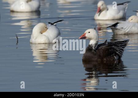 L'oca della neve (Anser caerulescens), il morfo scuro Foto Stock