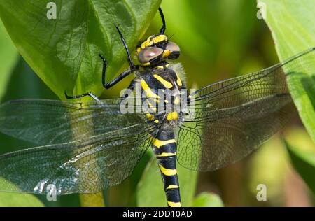 Dragonfly con anello d'oro, Cordulegaster boltonii, sulle piante di fagioli in un laghetto, Dumfries & Galloway, Scozia Foto Stock