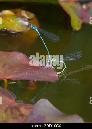 Azure Dasselflies, Coenagrion puella, uova di posa in uno stagno, Dumfries & Galloway, Scozia Foto Stock