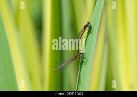 Grandi damselflies rossi, la ninfula di Pyrhosoma, sulle foglie di iride in uno stagno, Dumfries & Galloway, Scozia Foto Stock