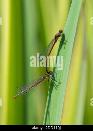 Grandi damselflies rossi, la ninfula di Pyrhosoma, sulle foglie di iride in uno stagno, Dumfries & Galloway, Scozia Foto Stock