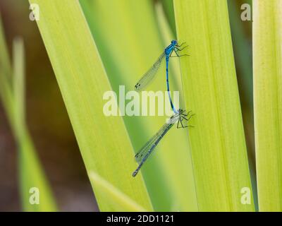 Grandi damselflies rossi, la ninfula di Pyrhosoma, sulle foglie di iride in uno stagno, Dumfries & Galloway, Scozia Foto Stock