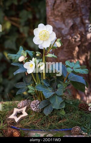 decorazione giardino invernale con helleborus niger Foto Stock