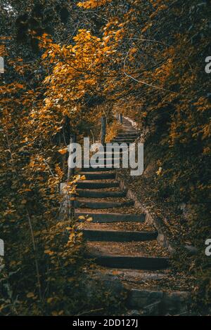Una scala in legno che va in profondità nella foresta circondata da fogliame giallo denso Foto Stock