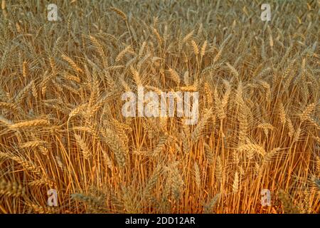 Ripe Durum wheat awaiting harvest. Foto Stock
