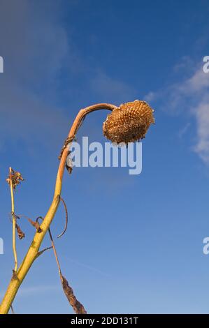 Girasole appassita e secca in autunno contro un cielo blu Foto Stock