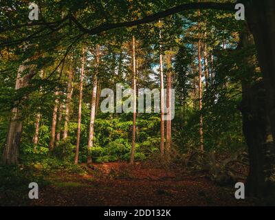 Sole che splende attraverso la foresta Foto Stock