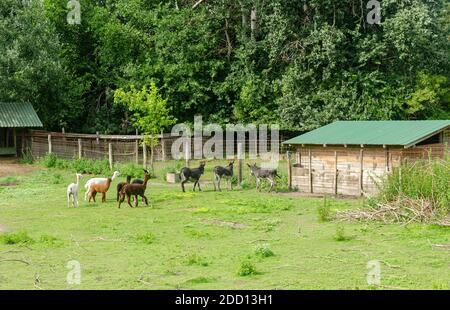 Asini e capre su un campo circondato da alberi verdi in primavera Foto Stock