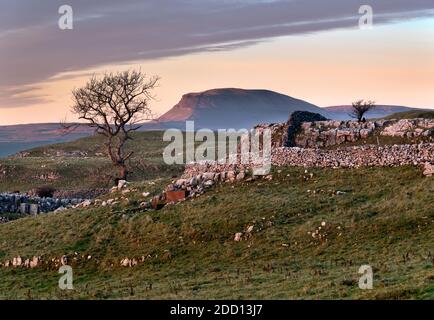 Vista autunnale del picco di Pen-y-ghent al tramonto visto da Winskill Stones vicino a Langcliffe, Yorkshire Dales National Park, Regno Unito Foto Stock