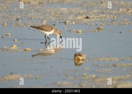 Sandpiper a fatturazione larga sulla costa nord-orientale del Qatar Foto Stock