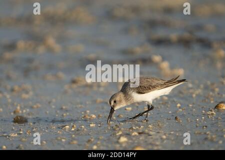 Sandpiper a fatturazione larga sulla costa nord-orientale del Qatar Foto Stock