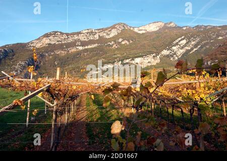 viticoltura e viticoltura in un bellissimo paesaggio alpino in alto adige Foto Stock