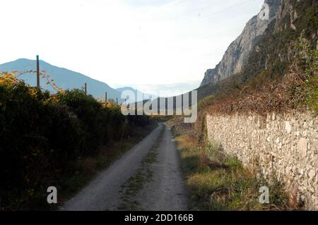 viticoltura e viticoltura in un bellissimo paesaggio alpino in alto adige Foto Stock