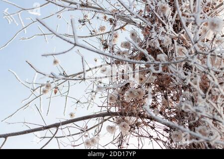 Gelo coperto di vite clematis su rami di albero Foto Stock