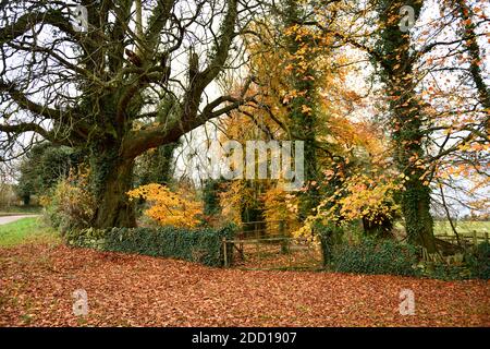 Foglie cadute sul lato della strada Swerford Oxfordshire Inghilterra Regno Unito Foto Stock