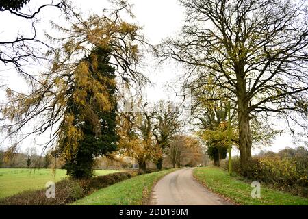 Alberi in inverno sulla Swerford Road Oxfordshire Inghilterra UK Foto Stock