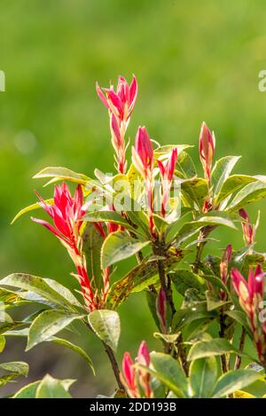 Fiori rossi dell'arbusto sempreverde Pieris japonica 'Forest Flame' fioritura Foto Stock