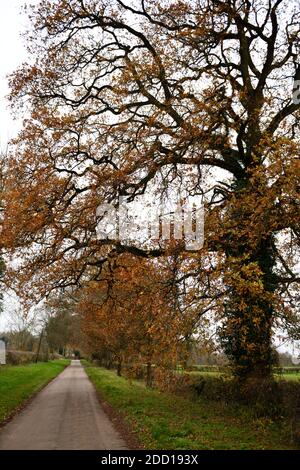 Alberi sul lato della strada di Swerford Oxfordshire Inghilterra REGNO UNITO Foto Stock