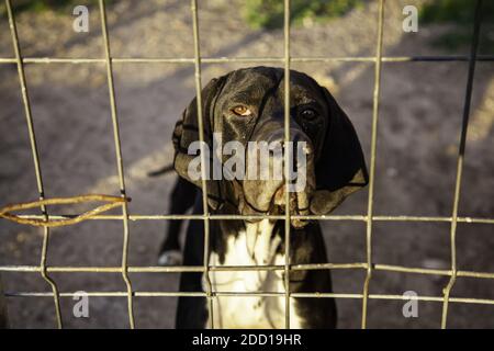 Cane in canile chiuso, gli animali abbandonati, abuso Foto Stock