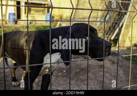 Cane in canile chiuso, gli animali abbandonati, abuso Foto Stock