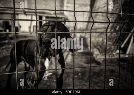 Cane in canile chiuso, gli animali abbandonati, abuso Foto Stock