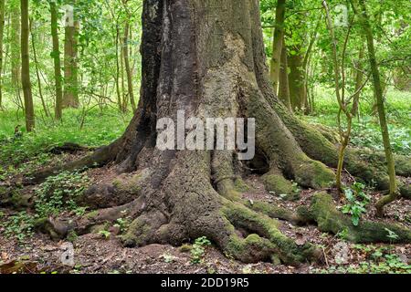 Un grande vecchio faggio in una riserva naturale. È malata ed è stata colpita da un fulmine Foto Stock