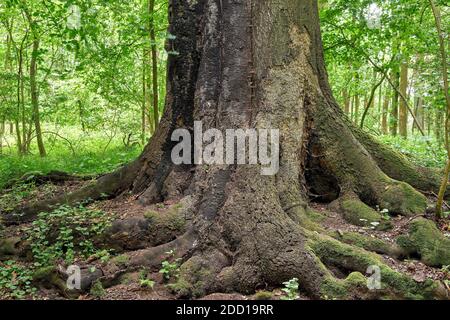 Un grande vecchio faggio in una riserva naturale. È malata ed è stata colpita da un fulmine Foto Stock